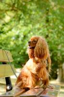 Chloé DUFLOT - PLAISIR PHOTO